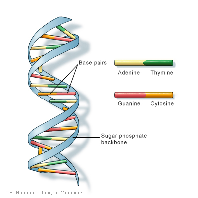 Deoxyribonucleic acid